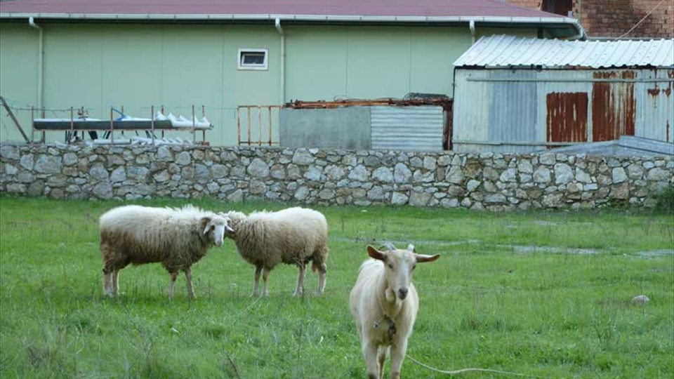Turunç - Sheep with their winter woolies on enjoying the lush grass!